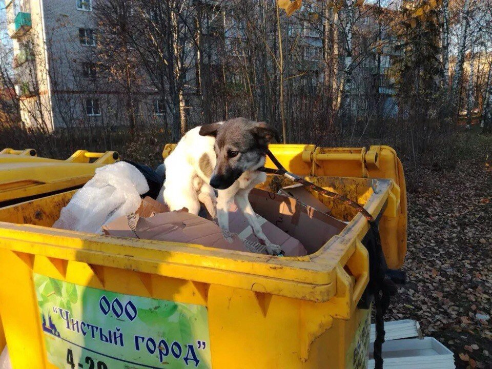 Взято с сайта kovrov.bezformata.com