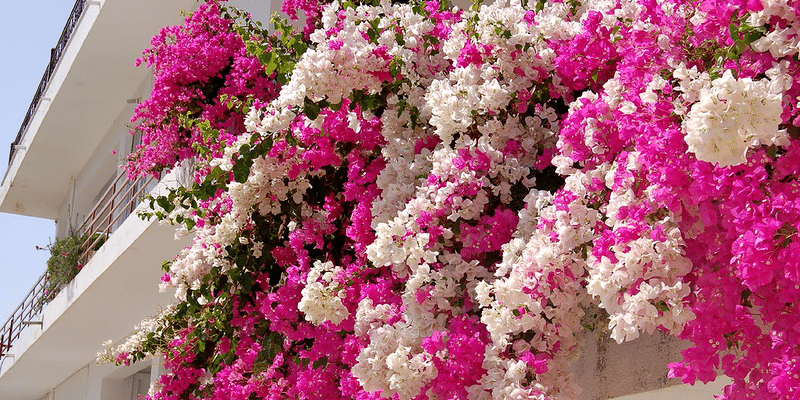 Бугенвиллия (лат. Bougainvillea)