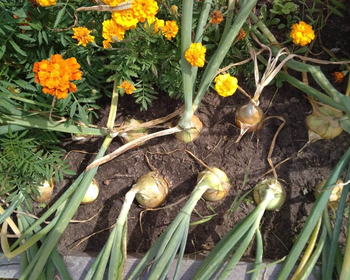 Личное фото.