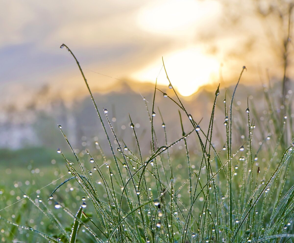 Жаркое сухое лето и прохладная влажная зима. Утренняя роса. Роса на траве. Утренняя роса на траве. Трава после дождя.