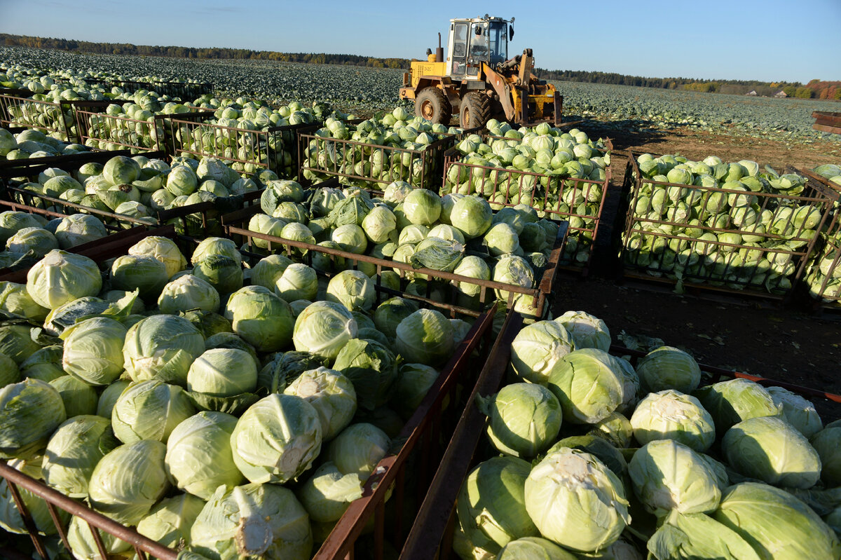 Продукция растениеводства. Сбор урожая. Уборка овощей. Уборка овощей на полях. Сельское хозяйство капуста.