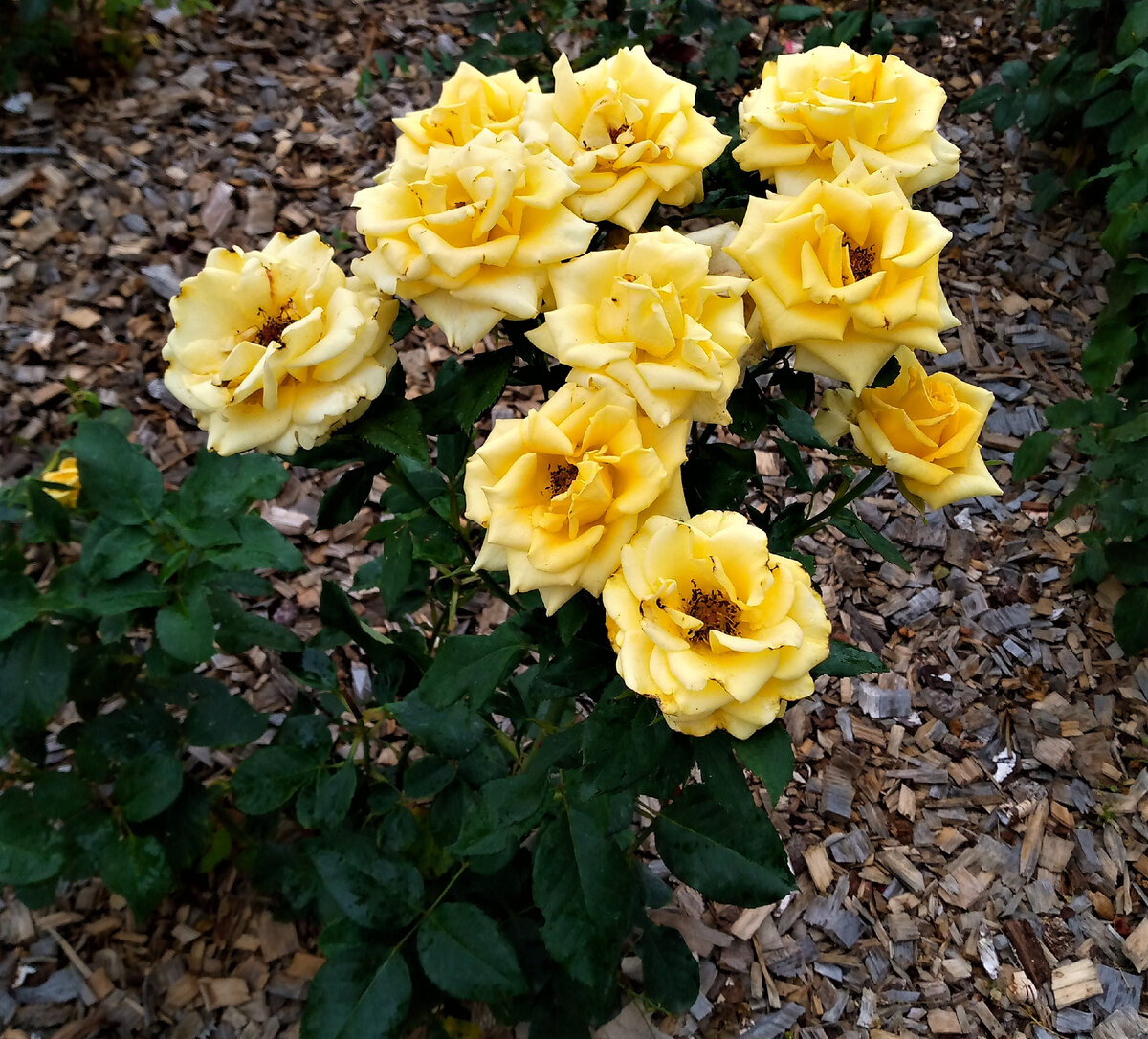 Желтые цветы разлуки. Фото автора канала.