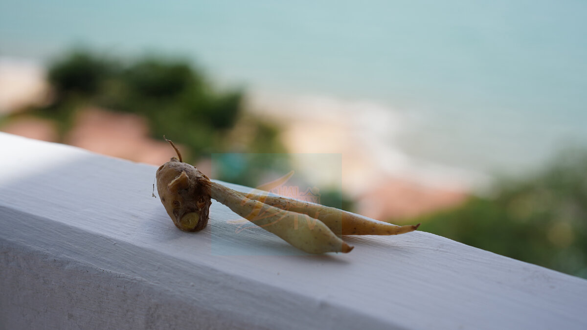 Крачай - славный корешок из Таиланда. 