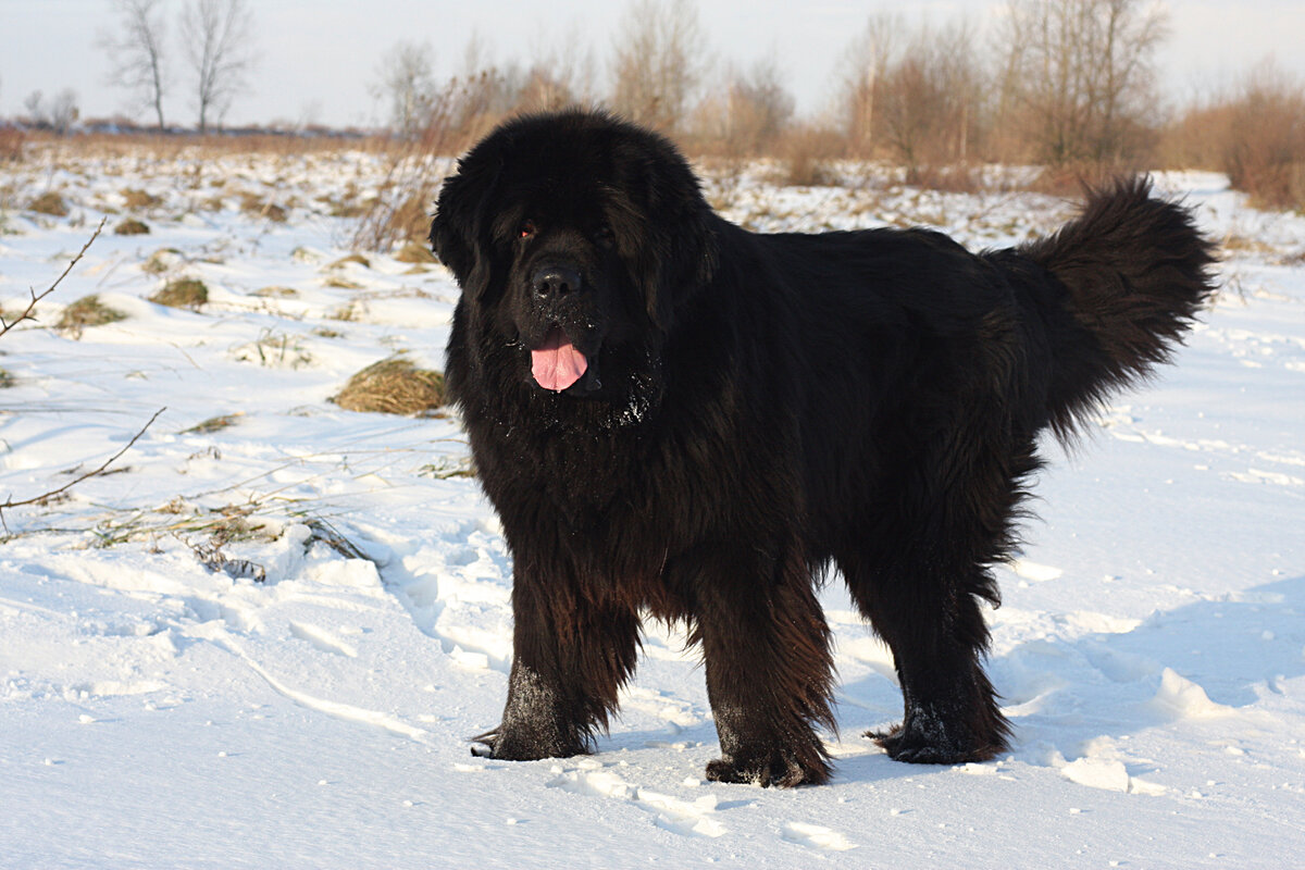 Породы больших черных собак с фотографиями и названиями