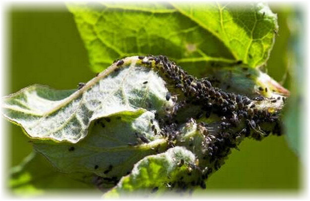 При этом в зависимости от причины заболевания, чернота листьев может носить различный характер. Перед тем как лечить, нужно разобраться с основной причиной.