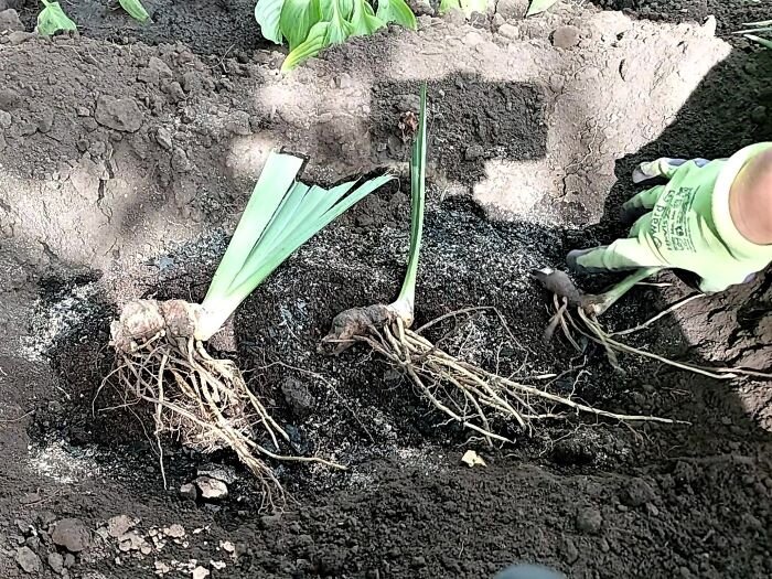 Когда пересаживать ирисы. Пересаживаем ирисы. Как пересадить ирисы на другое место. Как размножить ирисы. Как пересадить ирисы на другое место.