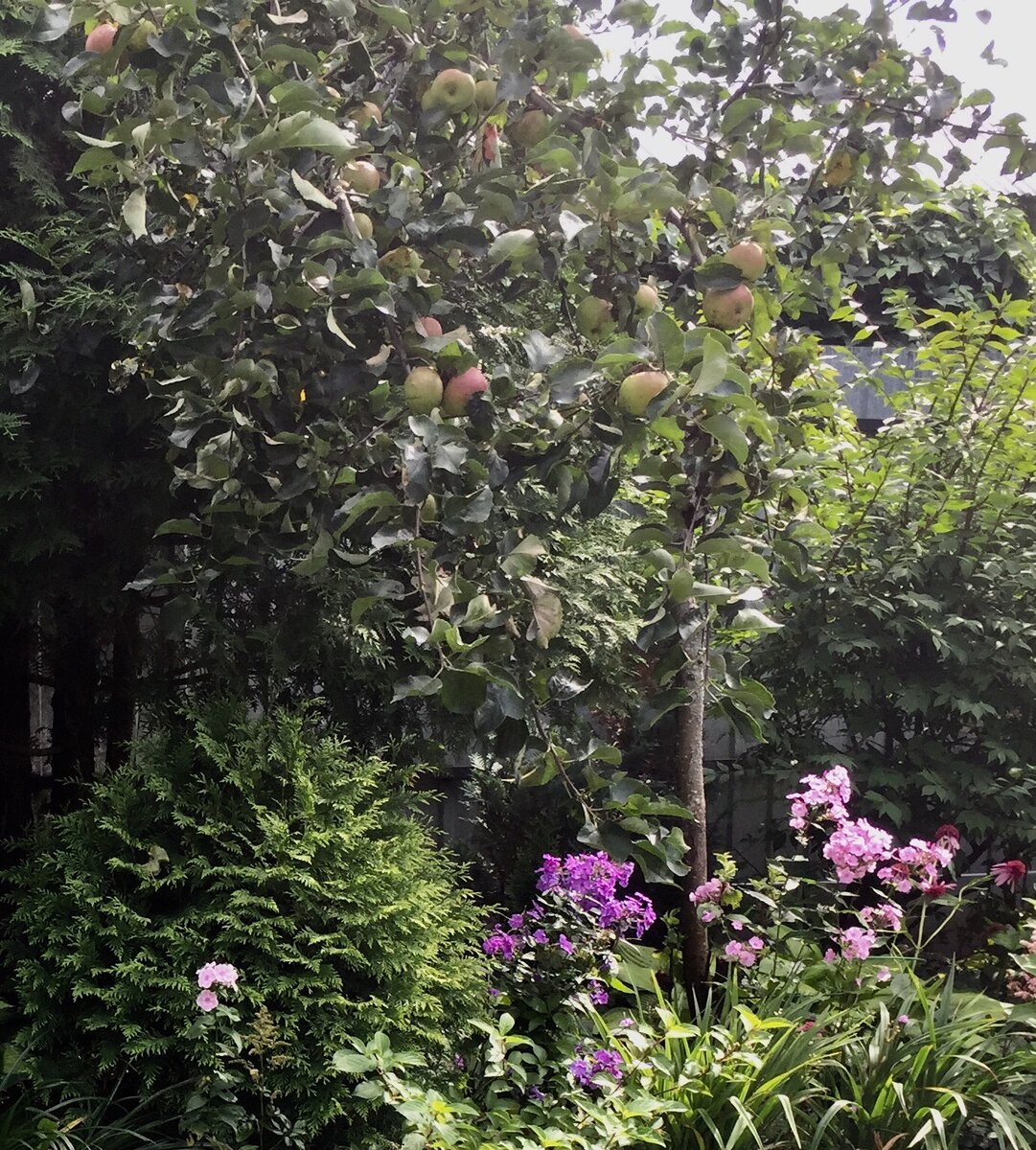 Это Спартан в не созревшем виде