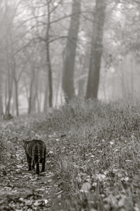 Кошки способны преодолевать огромные расстояния, чтобы добраться до дома.
