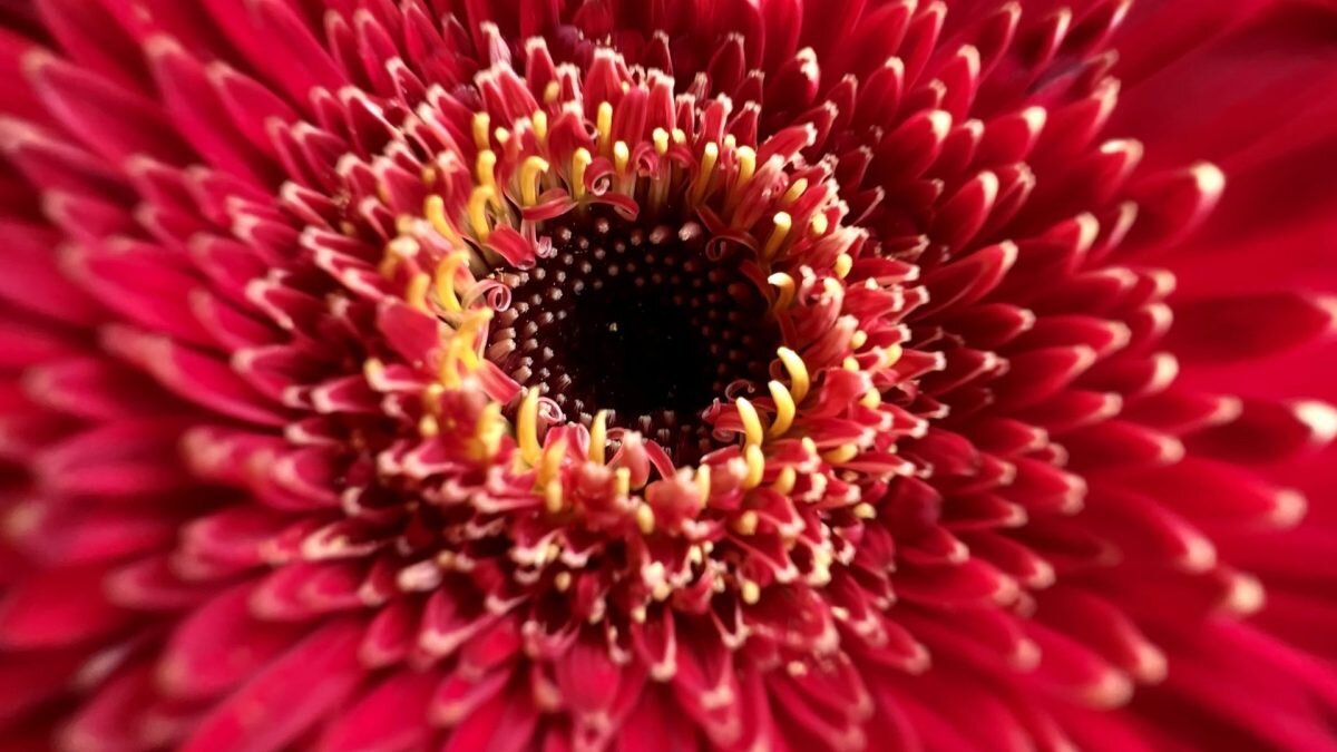 Макросъёмка iPhone 13