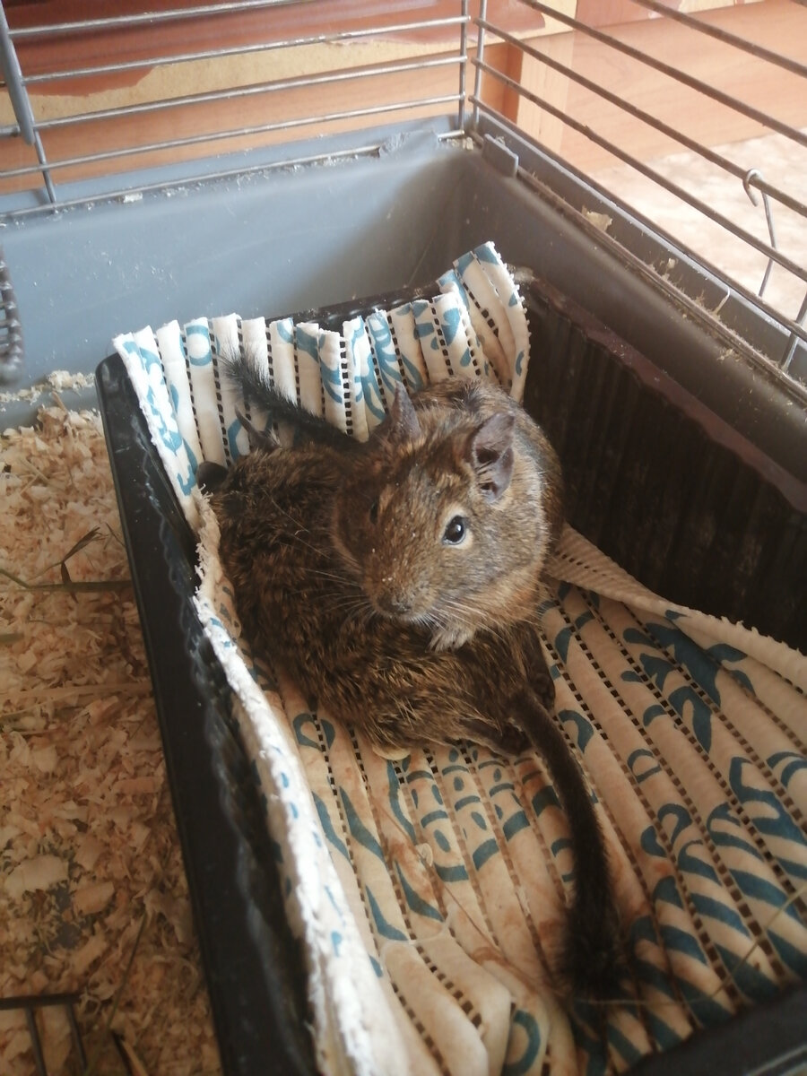 Дегусенок Коржик не хочет отпускать братика. Никто не верит в уход Бусика.