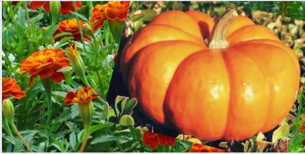 Солнечная тыква