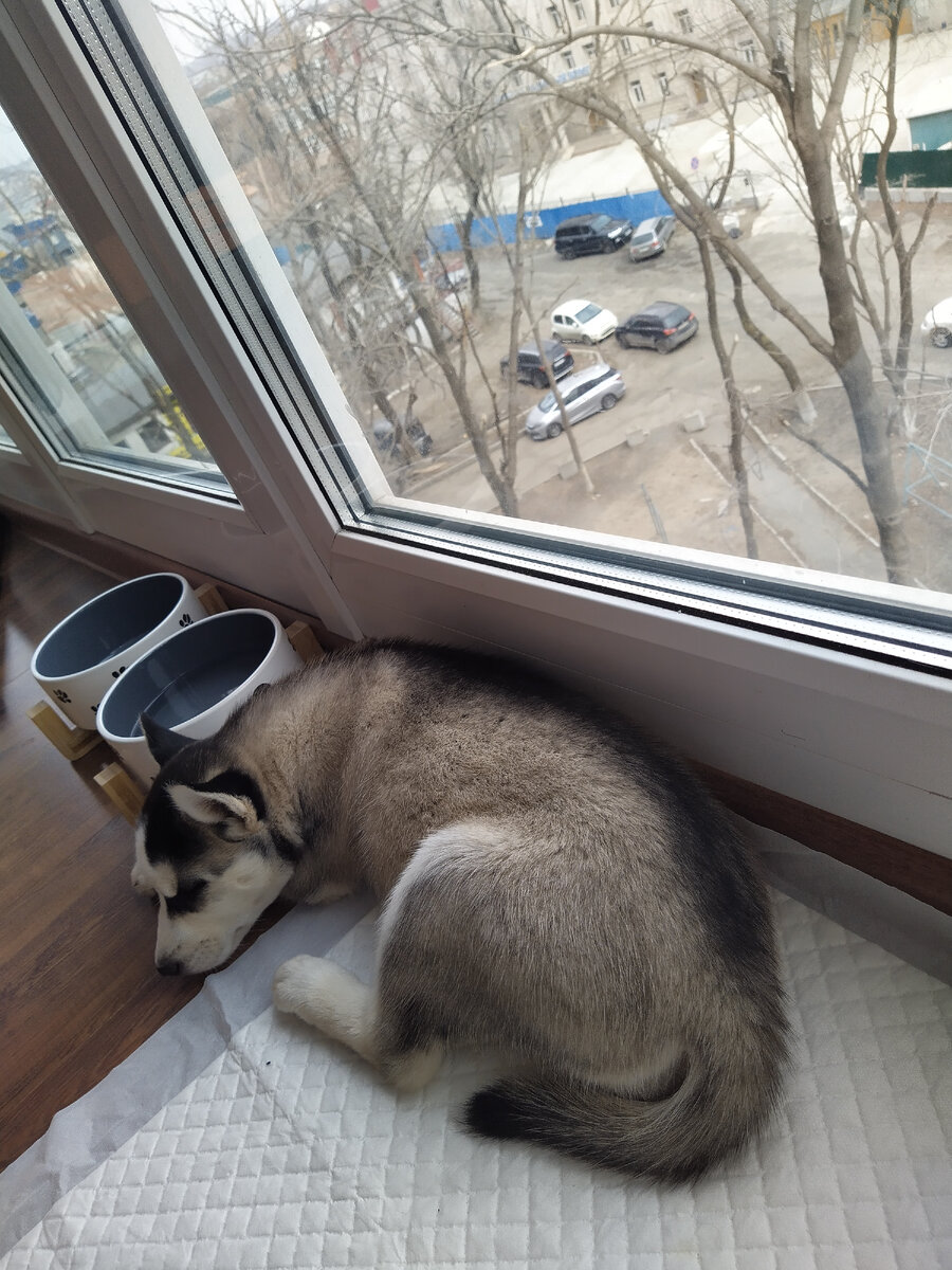 Окна в пол - отличный наблюдательный пункт для собаки!