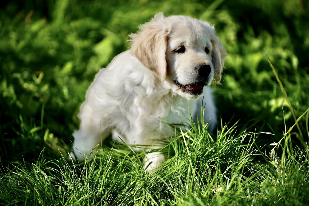 На фото щенок золотистого ретривера нашего питомника.