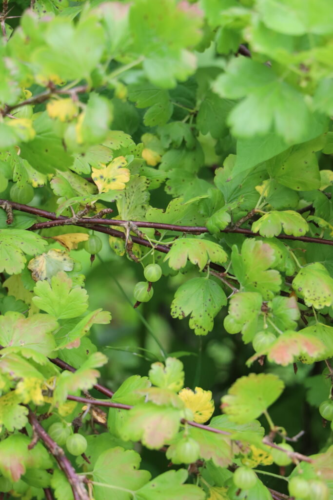 Крыжовник достаточно быстро разрастается.