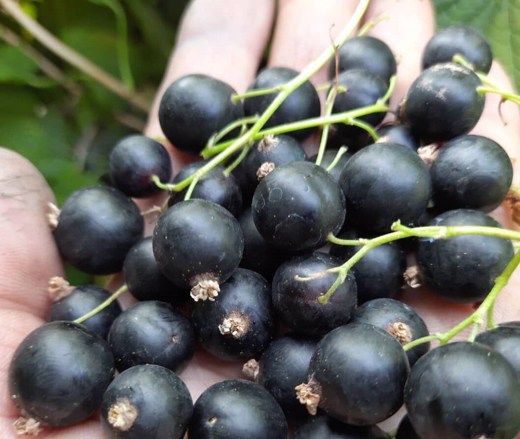 Вот такие ягоды у Селеченской. Источник фото - https://www.instagram.com/p/CC5DJWSgH3V/.