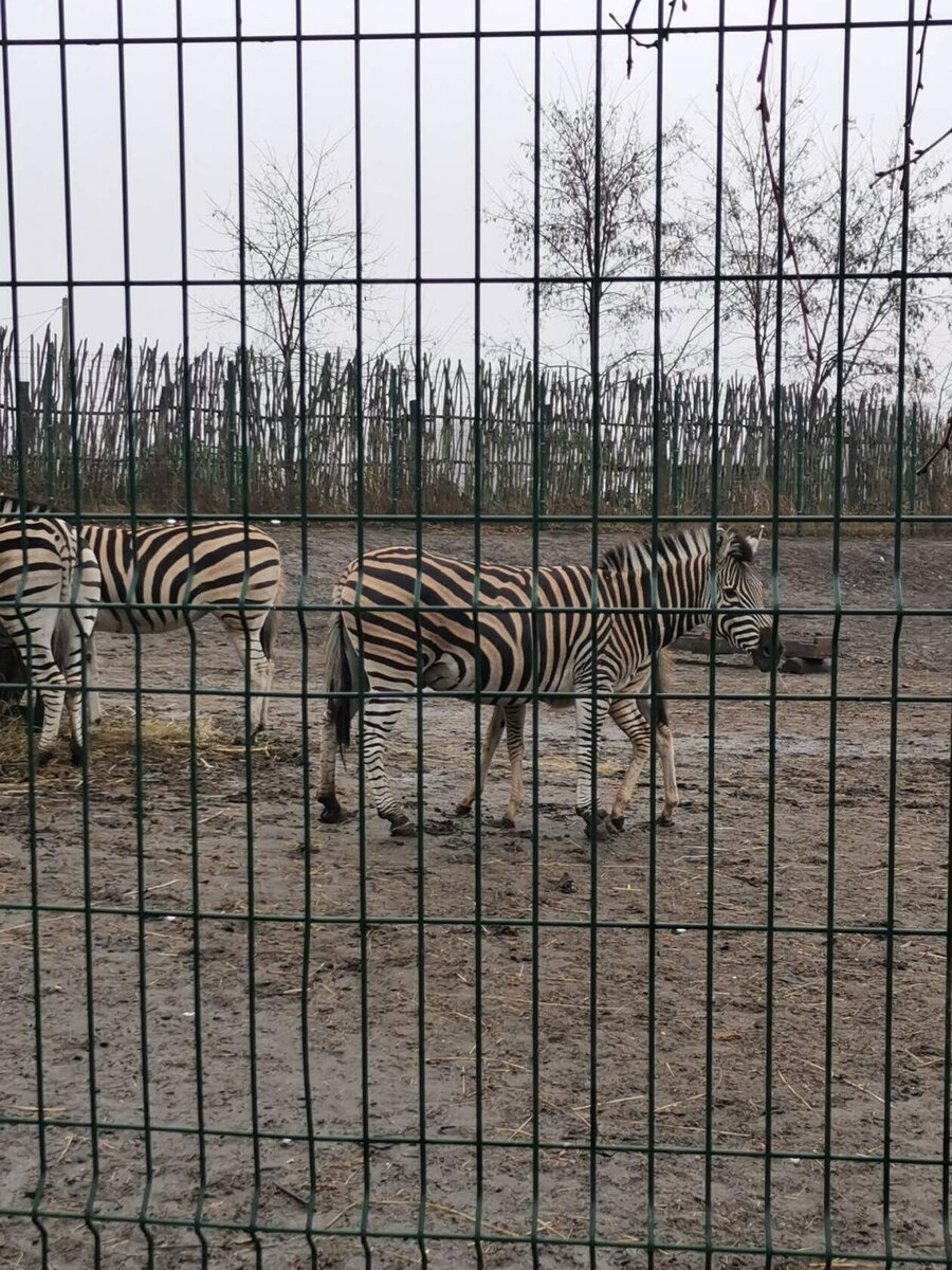 Работа старый оскол зоопарк