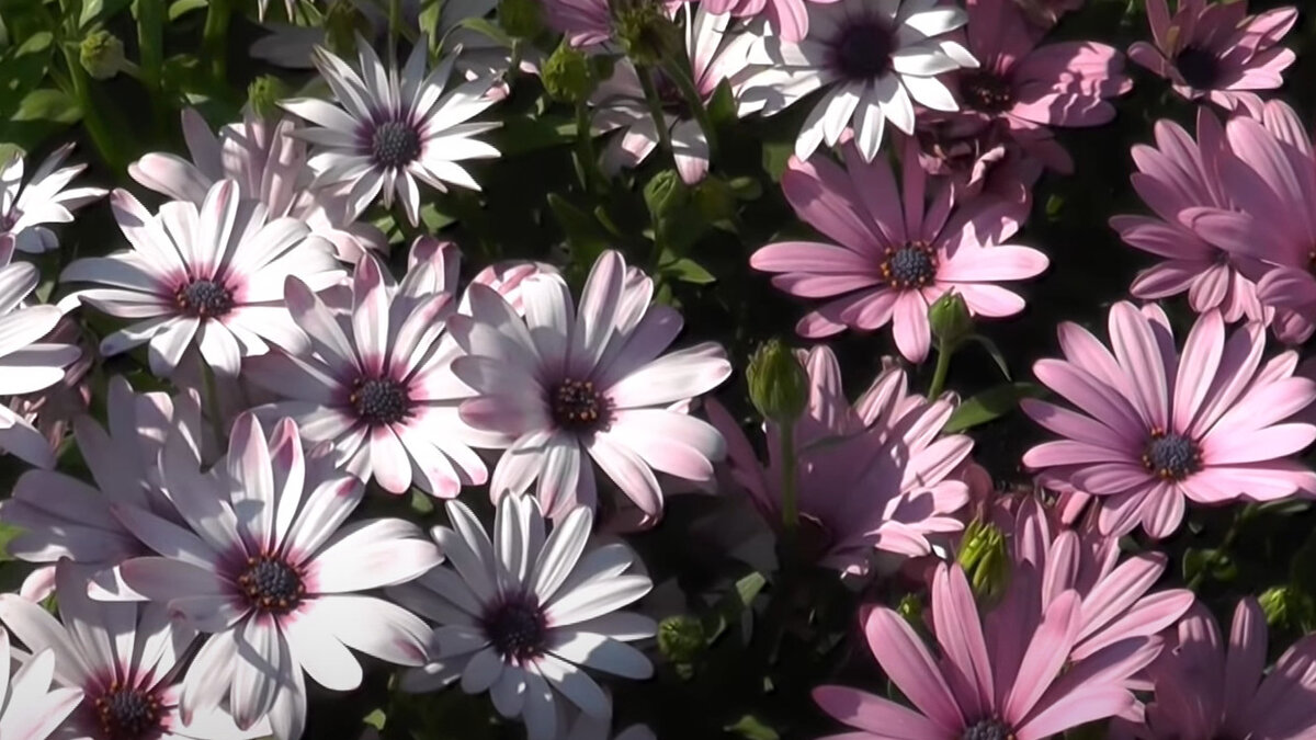 Капские маргаритки