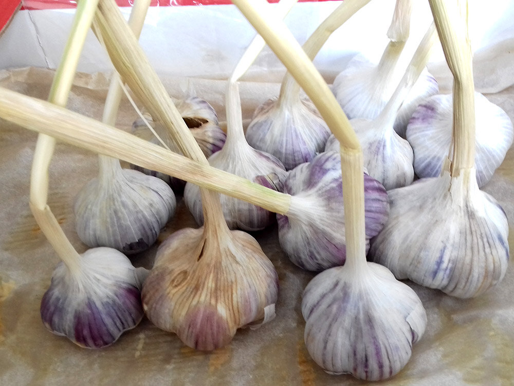 Сажаем чеснок