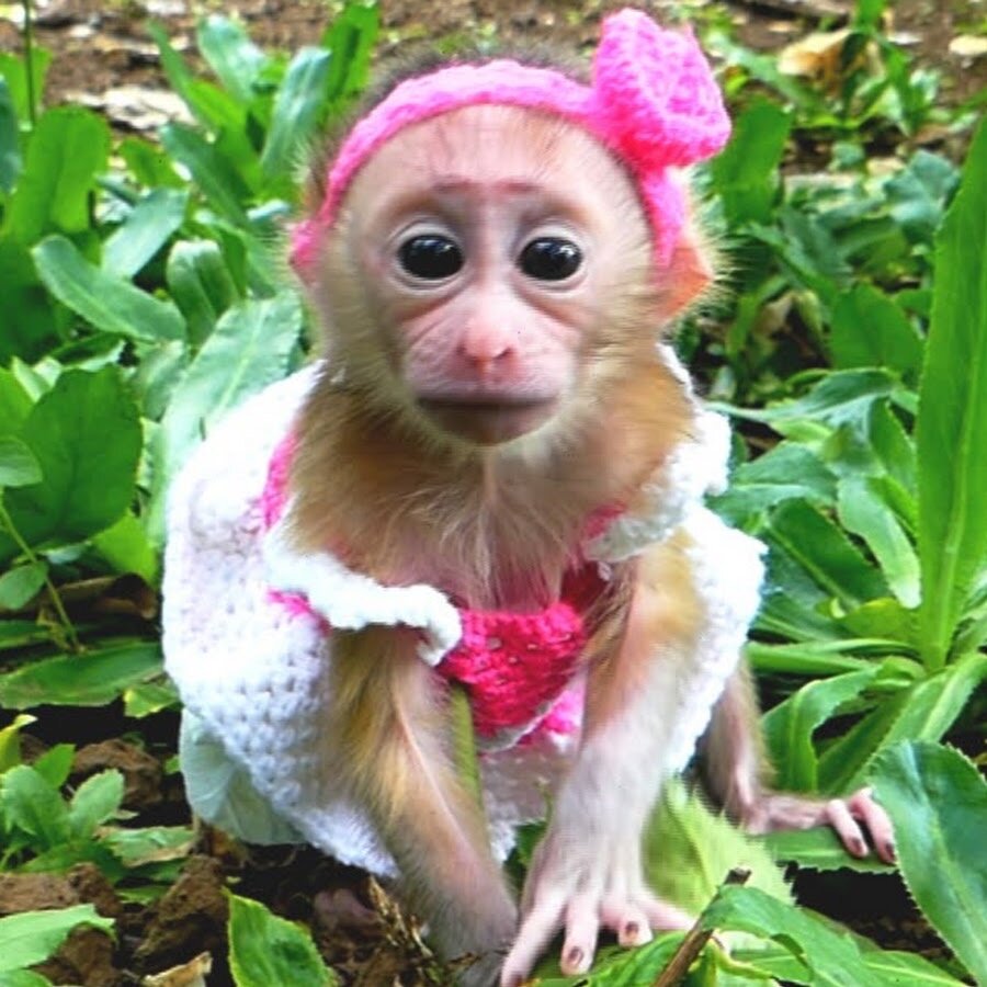 Картинка из интернетУ 