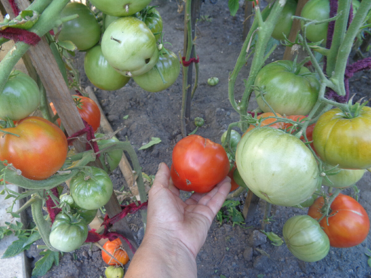 Крупные томаты для открытого грунта: как выбрать и выращивать мясистые помидоры