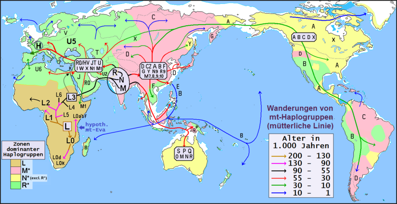 Реконструкция ранних миграций человека по данным исследования мтДНК (взято с ru.Wikipedia.org)