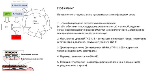 Фунтова Ю. C. - Физиология и современная медицина. Цикл научных докладов - Лекция 3