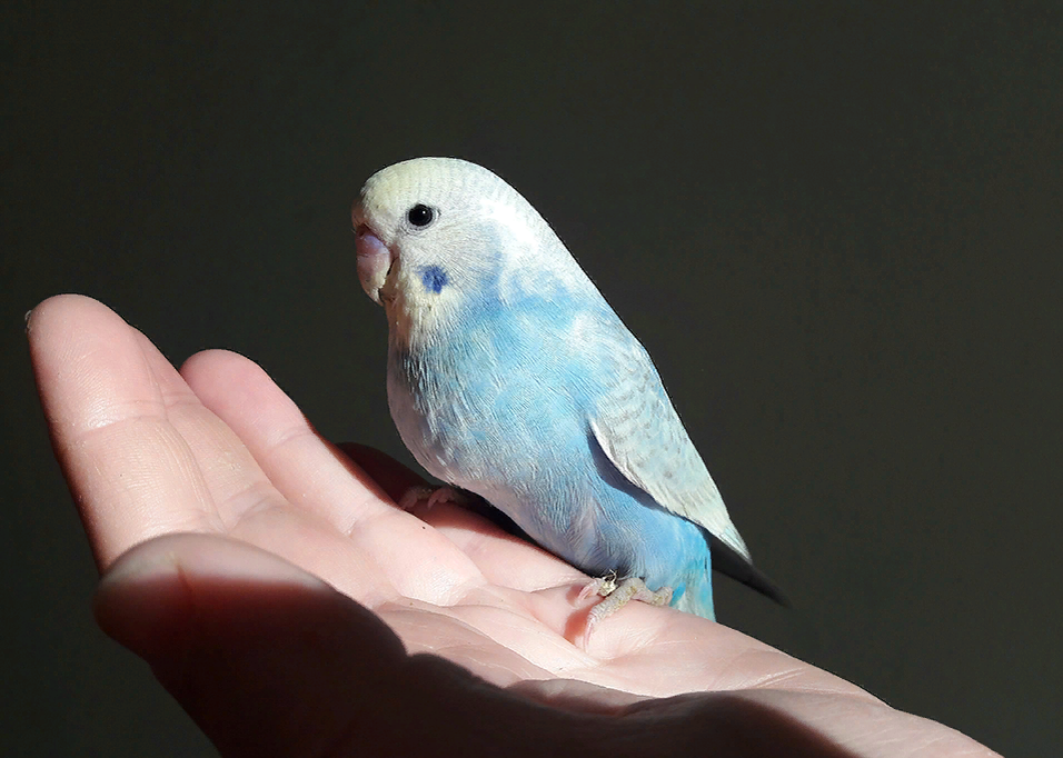 Как сделать попугая ручным? Практичные советы