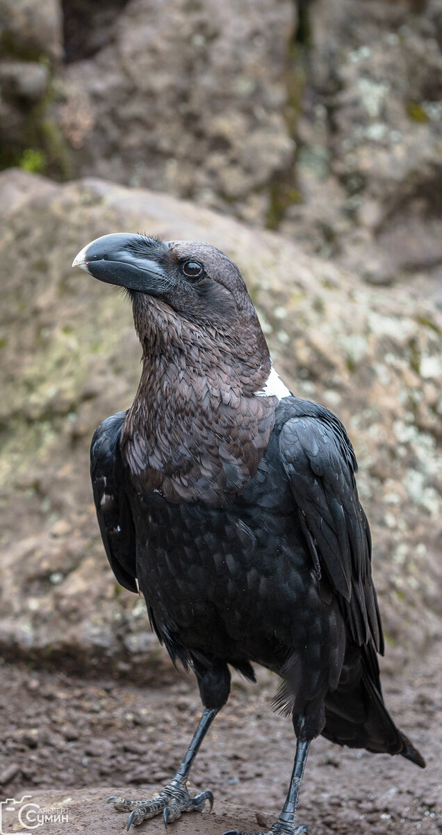 фото, как обычно, моё, подписыватесь на instagram https://www.instagram.com/aliksumin/