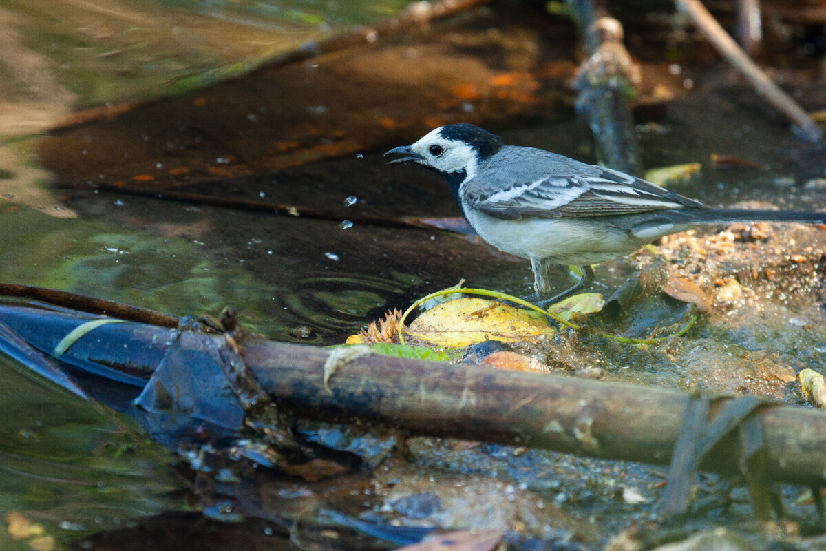 Как сделать нестандартное гнездовье? Привлекаем горихвостку, зарянку ...