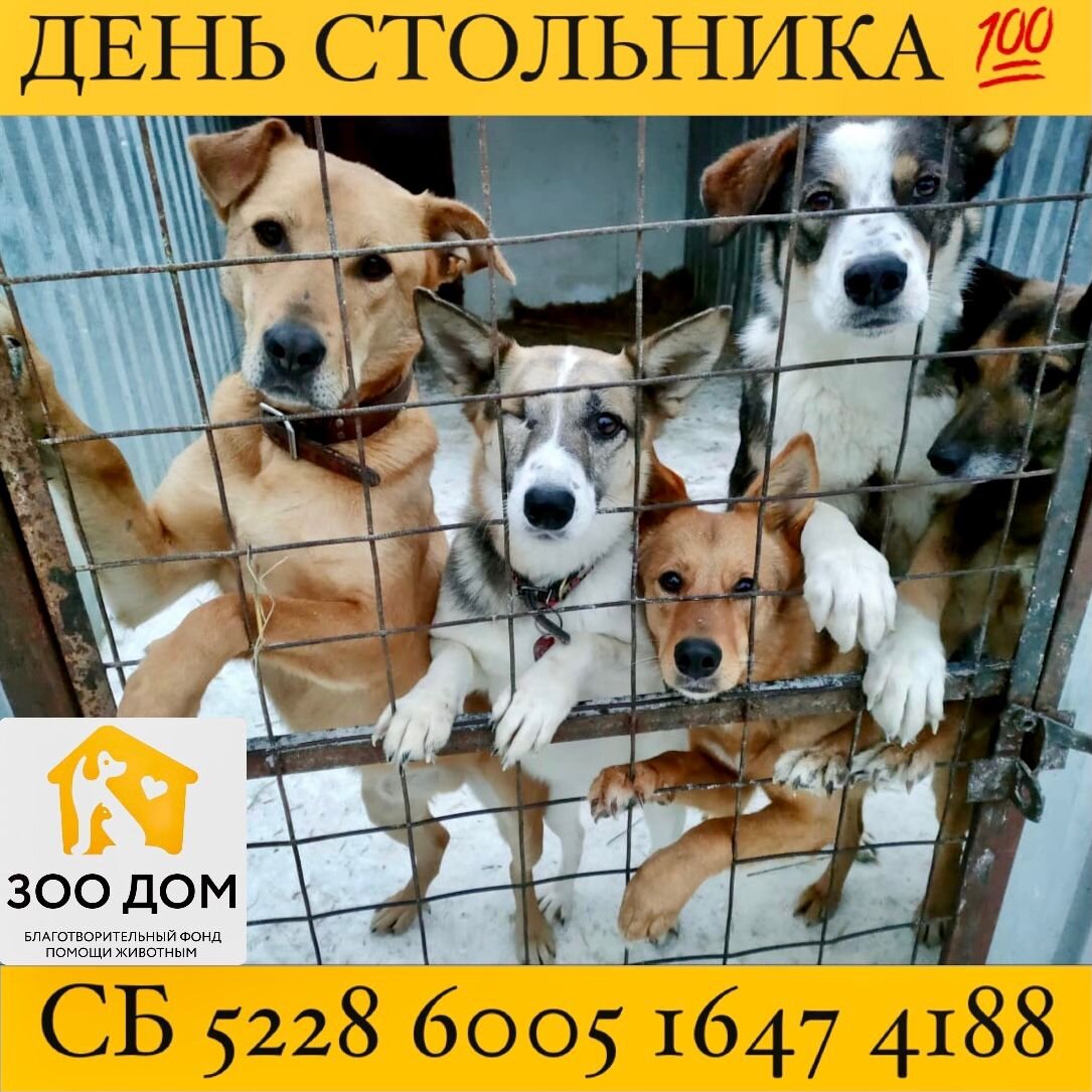 На фотографии собаки, нуждающиеся в социализации: Беня, Грейс, Шейла, Сара, Кай
