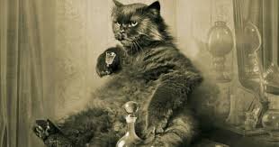 Кот пьет водку