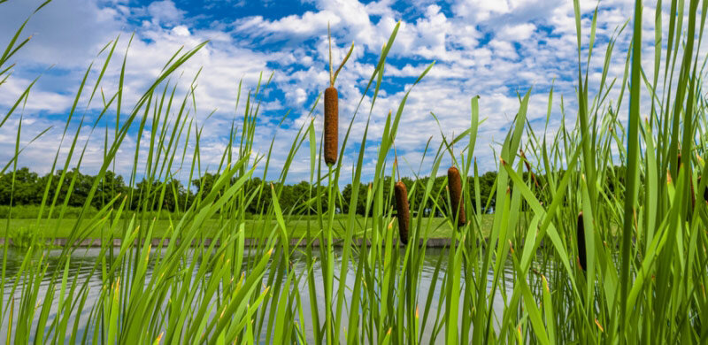 Трава Рогоз, она же Камыш).