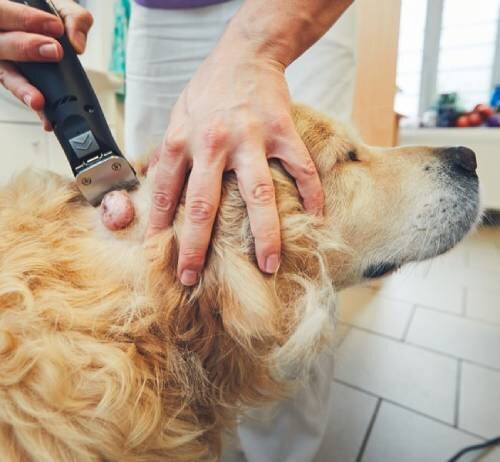 Питание собаки