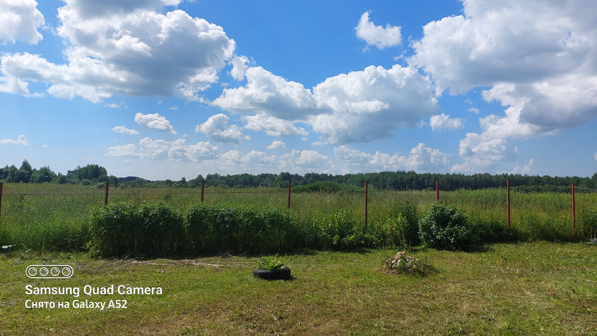 Однажды, за забором, вырастет липовая аллея!