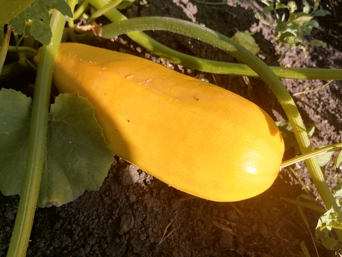 Думала, что это кабачок, но судя по листьям - тыква. Единственная