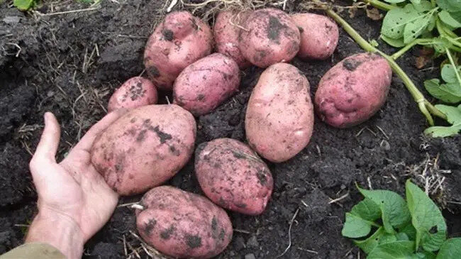 Фото из открытых источников.