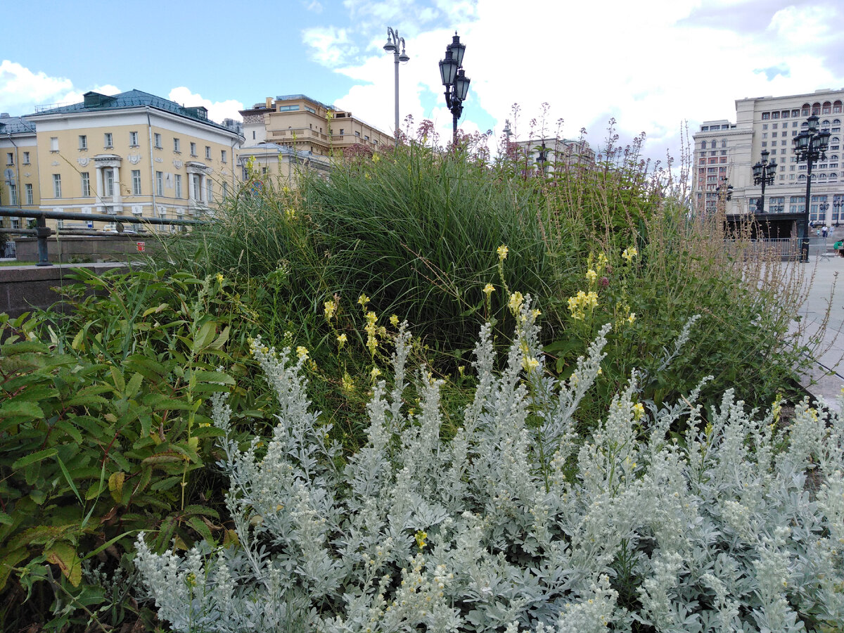 Льнянка и полынь стеллера на клумбе в центре Москвы