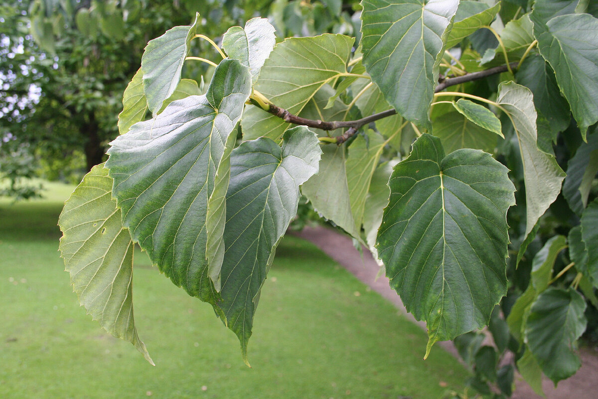 Видное дерево. Давидия. Davidia involucrata 'Crimson Spring'. Davidia involucrata Scotland.