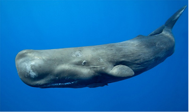 Кашалот – самое толстокожее животное из всех обитающих сегодня на планете Земля