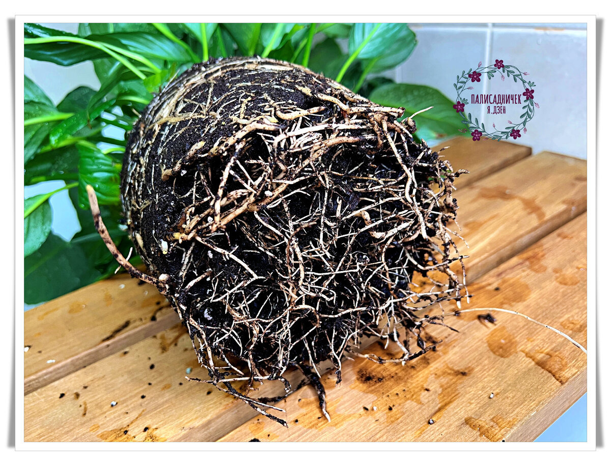 Выглядят надёжно и мощно. На деле же хрупкие, ломкие и очень чувствительные. 