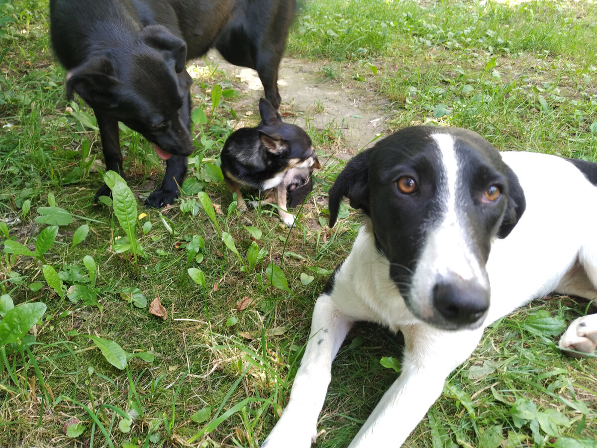 Нюшка с дворнягами Бурёнкой (сокращённо Буря) и Клёпой