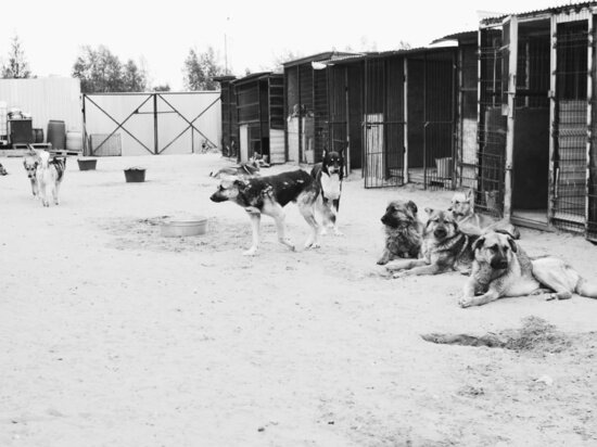 ФОТО: VK.COM ПОДАРИ МНЕ ЖИЗНЬ | НОВЫЙ УРЕНГОЙ