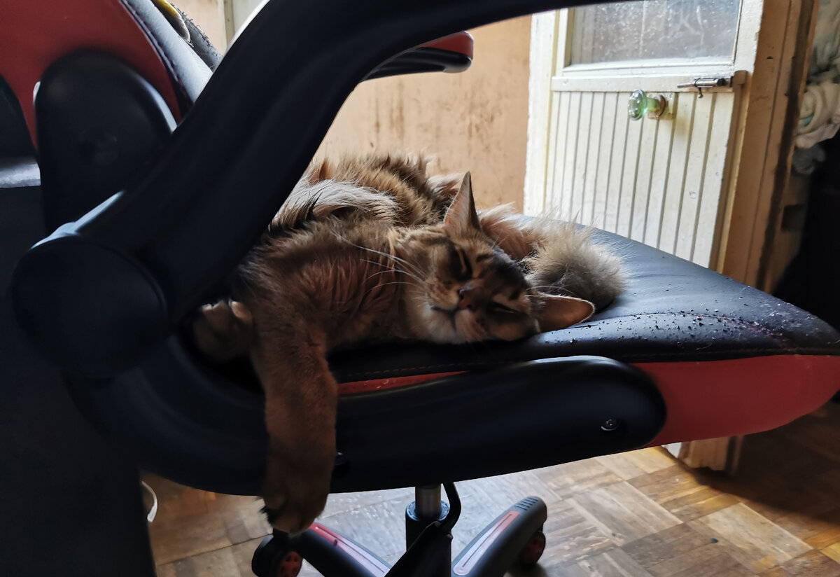 Фрейя. Фото из личного архива автора.