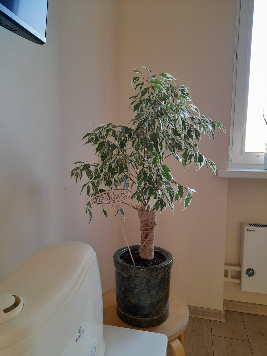 Да, пока мы ещё не готовы явиться во всей красе, Для этого потребуется обстоятельная обрезка по весне, но подождём, нам торопиться некуда, главное, уже маму не раздражаем))) Фото автора.