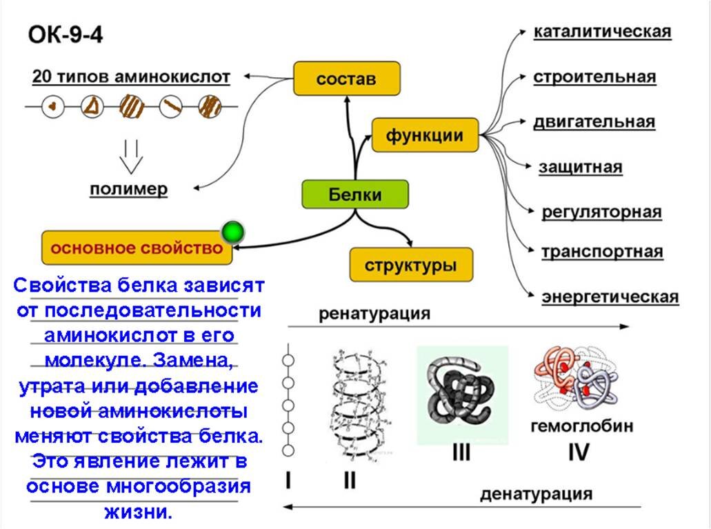 Белки — Википедия