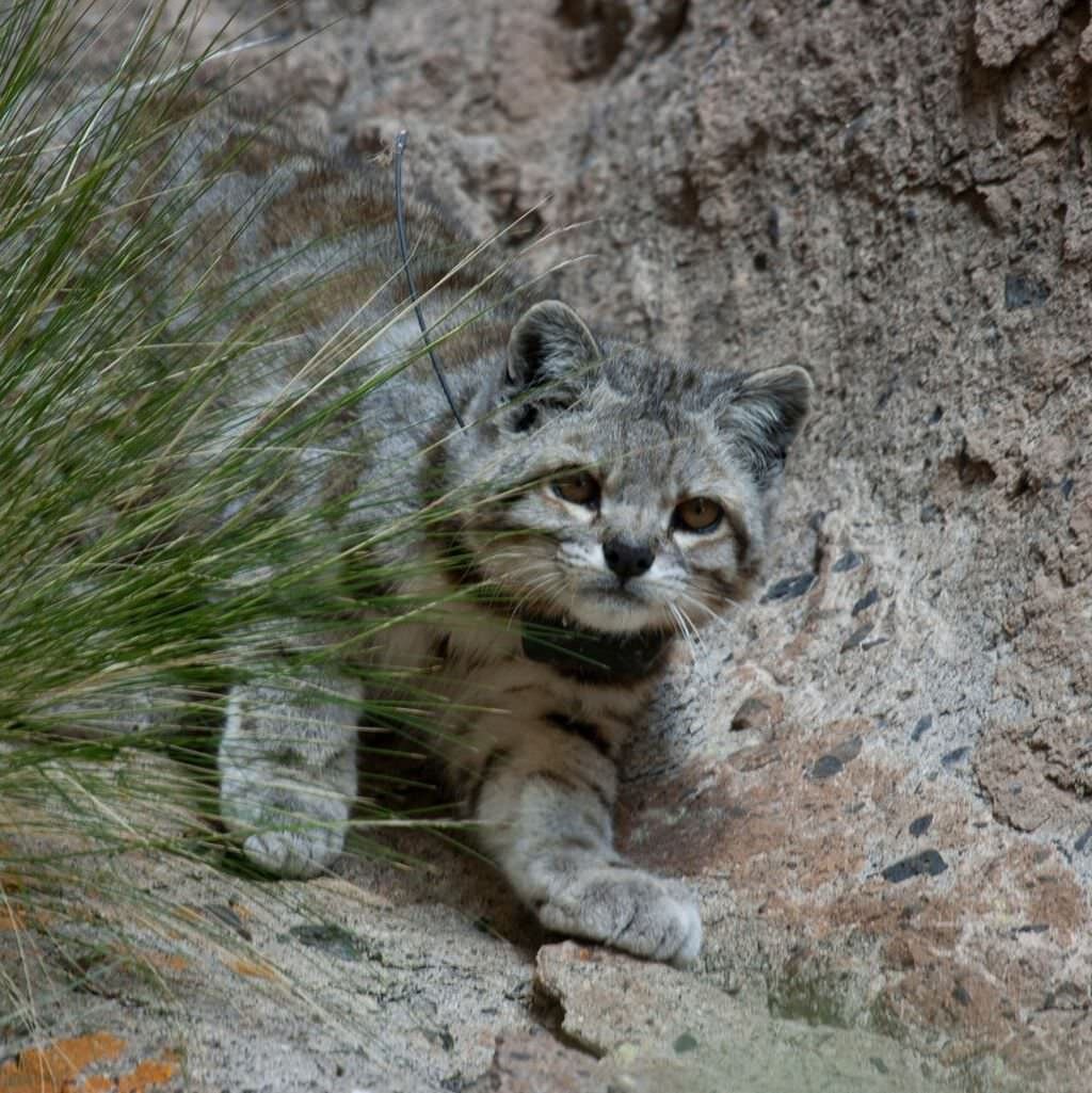 Андская кошка фото