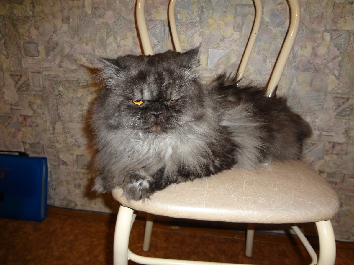 Наш кот - Тишка.