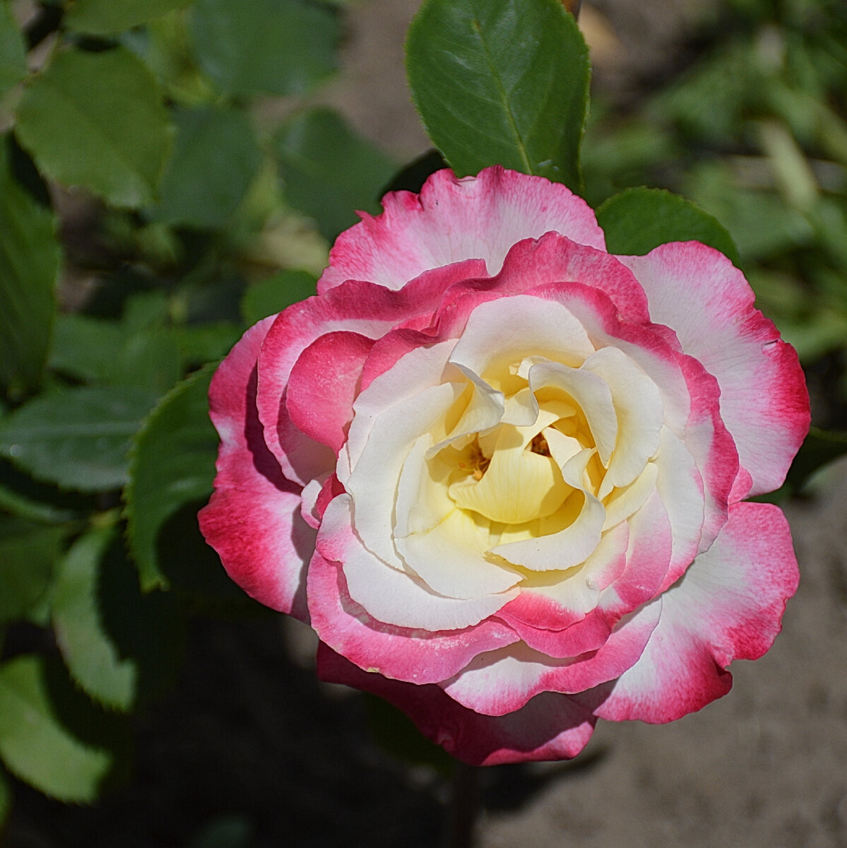 Действительно, двойной восторг: и цвет, и аромат! 