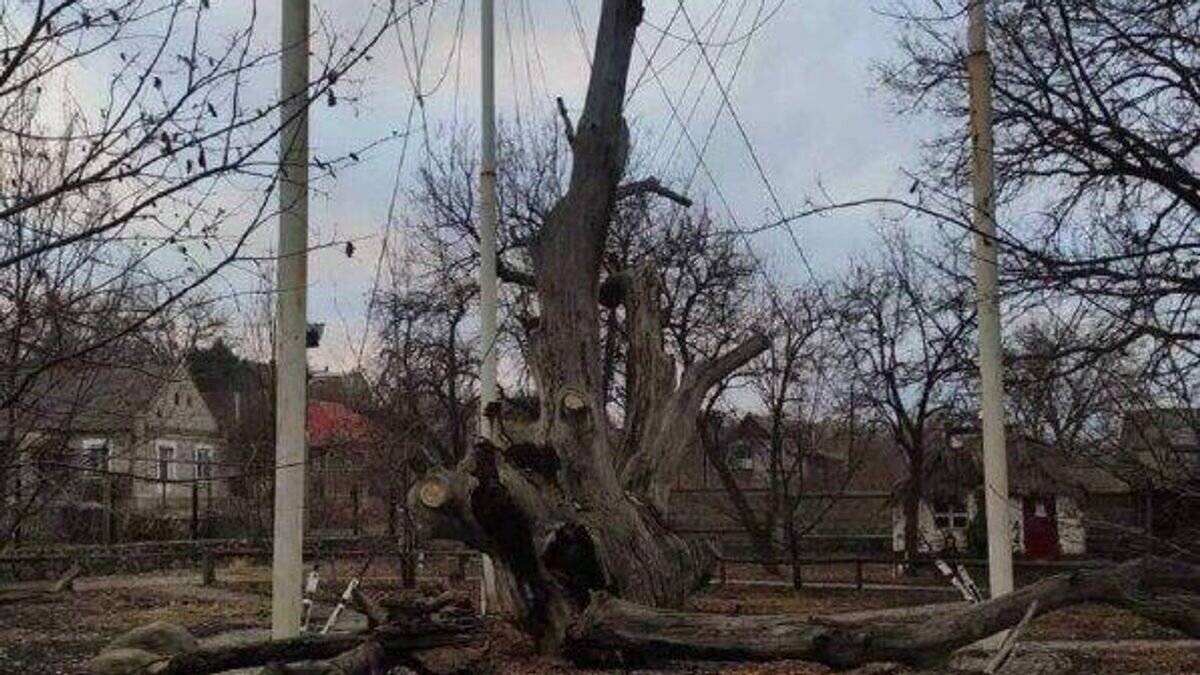    Упавший 700-летний дуб в Запорожской области© Фото : Владимир Рогов/Telegram