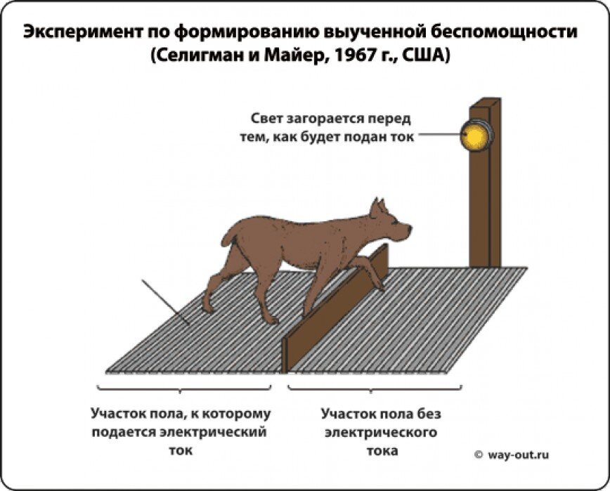 Выученная беспомощность картинка